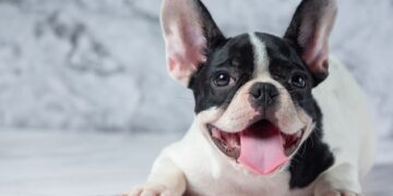 Agevolazioni Fiscali per i non vedenti 2020: detrazioni Cani da Guida, sconti e Iva agevolata