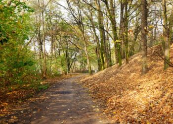 Calabria: Tagliato undici grandi alberi senza alcuna autorizzazione
