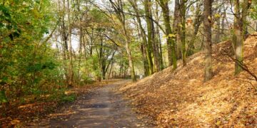 Calabria: Tagliato undici grandi alberi senza alcuna autorizzazione