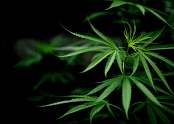 Tutto quello che devi sapere sui semi di canapa e sui loro benefici