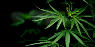 Tutto quello che devi sapere sui semi di canapa e sui loro benefici