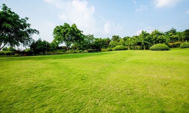 Tutto quello che devi sapere per curare un giardino o un orto