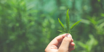 Perché utilizzare semi di canapa nella dieta