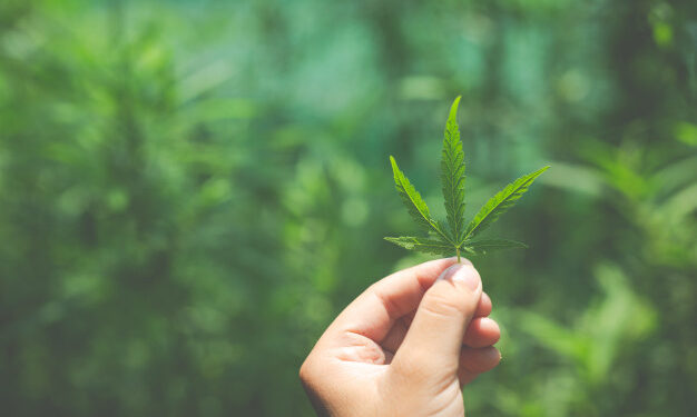 Perché utilizzare semi di canapa nella dieta