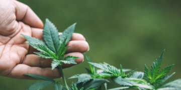 Come utilizzare semi di canapa nella dieta