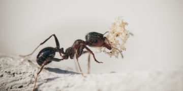 Formiche: caratteristiche e simbologia