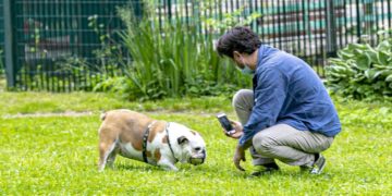 Come gestire il cane in caso di lockdown, il vademecum dell’Aidaa