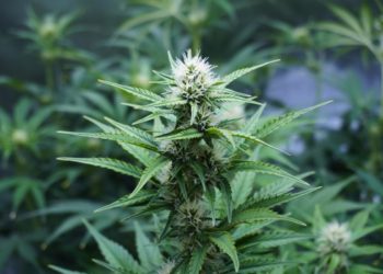 Cannabis e coltivazione domestica, scontro Sardine-Lega