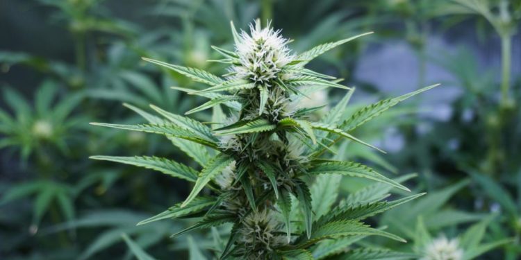 Cannabis e coltivazione domestica, scontro Sardine-Lega