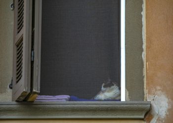 Variante inglese Covid in un gatto: primo caso in Italia