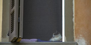 Variante inglese Covid in un gatto: primo caso in Italia