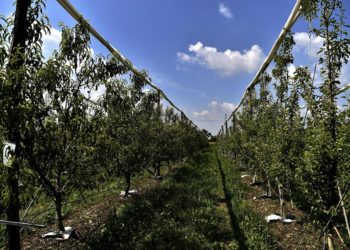 Agroalimentare, il produttore: dalcampoallatavola.it è passo importante