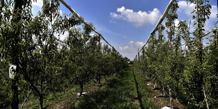 Agroalimentare, il produttore: dalcampoallatavola.it è passo importante