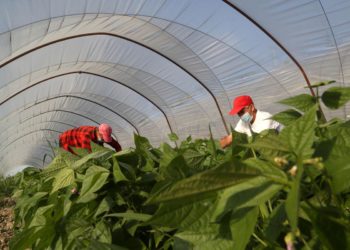 Decreto Sostegno 2021, bozza: stagionali, ecco l’indennità