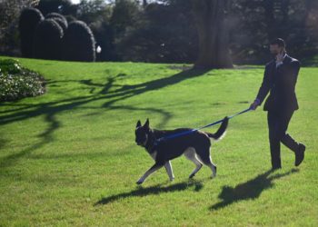 Nuovi guai per Major, il cane di Biden morde ancora