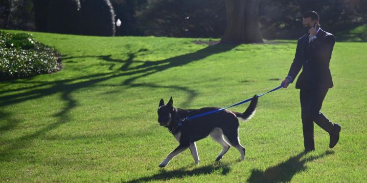 Nuovi guai per Major, il cane di Biden morde ancora