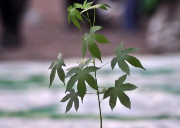 New York approva uso marijuana a scopo ricreativo