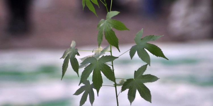 New York approva uso marijuana a scopo ricreativo