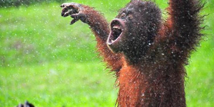 Vaccino covid a 9 scimmie, primi animali a ricevere dose