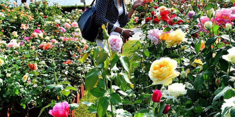 Covid, ManoMano: “Giardinaggio e fai da te chiave per la felicità”