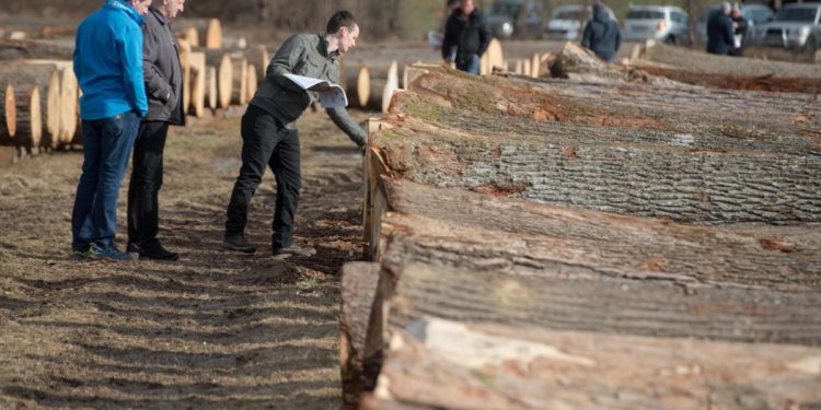 Fantoni (Federlegnoarredo): ‘Stop incentivi per chi usa prodotto forestale di valore’