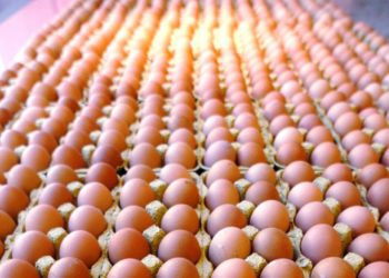 Ismea: nel 2020 produzione di 12,6 mld di uova