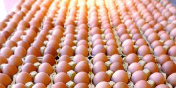 Ismea: nel 2020 produzione di 12,6 mld di uova