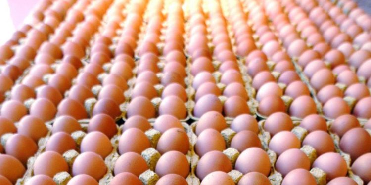 Ismea: nel 2020 produzione di 12,6 mld di uova