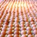 Ismea: nel 2020 produzione di 12,6 mld di uova