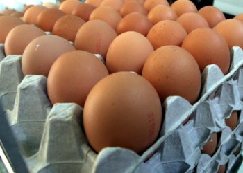 Ismea: nel 2020 cresce consumo di uova, è record con 219 pro capite