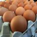 Ismea: nel 2020 cresce consumo di uova, è record con 219 pro capite