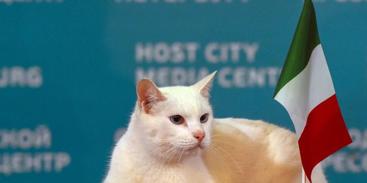 Euro 2020, Achille: il gatto che ha indovinato la vittoria dell’Italia