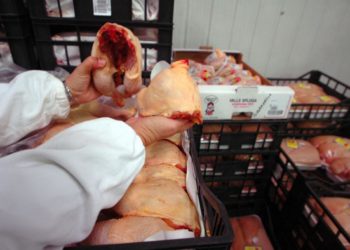 Carni avicole, nel 2021 Italia unico paese con segno più tra 5 produttori Ue