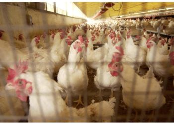 Unaitalia, oltre 50 mln investiti in sostenibilità da settore avicolo in 5 anni