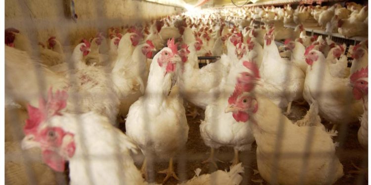 Unaitalia, oltre 50 mln investiti in sostenibilità da settore avicolo in 5 anni