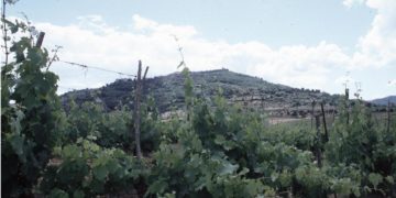 Agricoltura, in vendita 16mila ettari con un valore minimo 255 mln