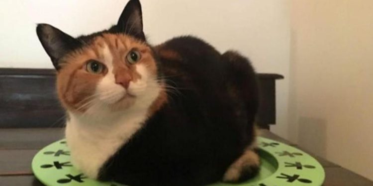 Covid, cani e gatti lo prendono dai padroni: i mici più a rischio