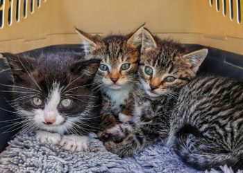 Organizzare un trasloco con un gatto: come farlo nel modo giusto