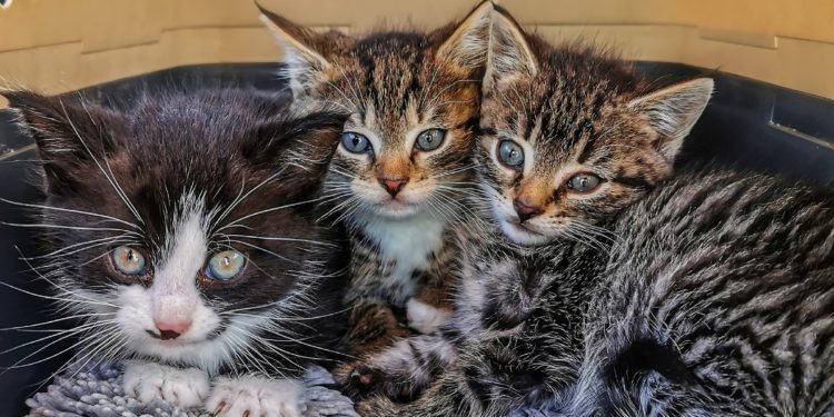 Organizzare un trasloco con un gatto: come farlo nel modo giusto