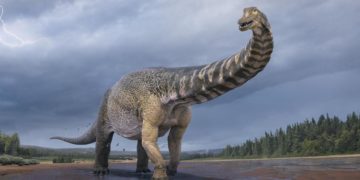 Scoperta nuova specie dinosauro, lungo come campo da basket