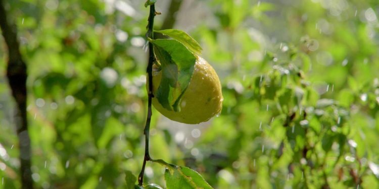 Agroalimentare, per 97% italiani eccellenze nazionali a rischio