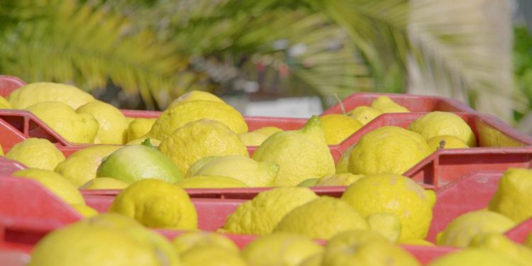 Tutela risorsa idrica e eccellenze agroalimentari, l’impegno di Finish