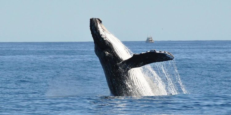 Usa, pescatore inghiottito da una balena: salvo per un colpo di tosse
