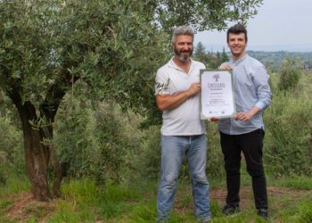 Adottare un ulivo, tutto quello che c’è da sapere