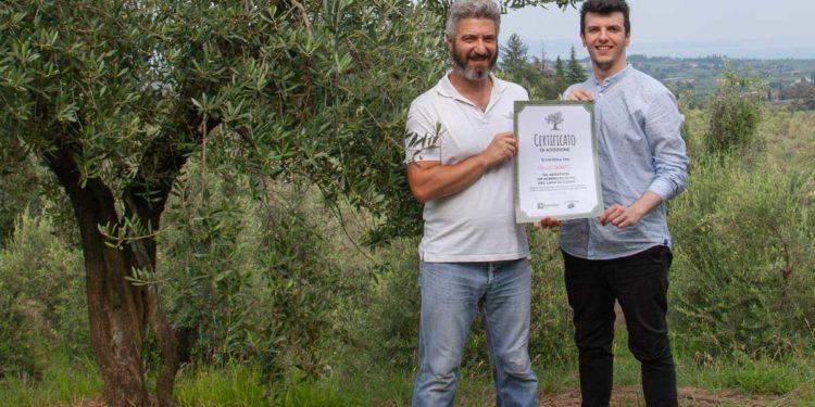 Adottare un ulivo, tutto quello che c’è da sapere