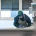 Pillola anti covid, Bassetti: “Sarà prima cura a casa per fasi precoci”