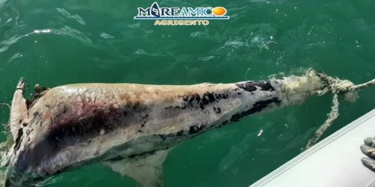 Mareamico: “Trovato cetaceo con testa mozzata”