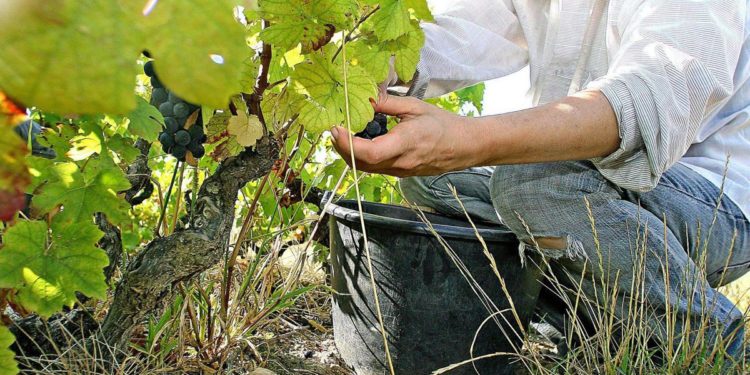 Baldino (Cdp): “La sfida è assicurare cibo a tutti riducendo impatti ambiente”