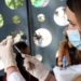 Vaccino 5-11 anni Pfizer e Moderna: come funziona, ‘bugiardino’, sintomi
