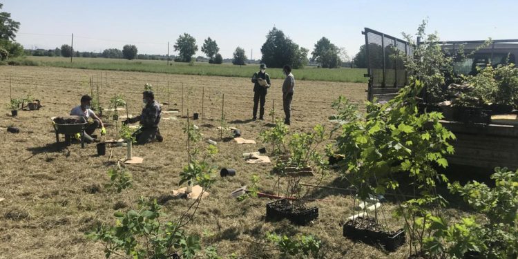 Nasce ‘Foresta Bms’, da qui al 2025 piantati 2500 alberi